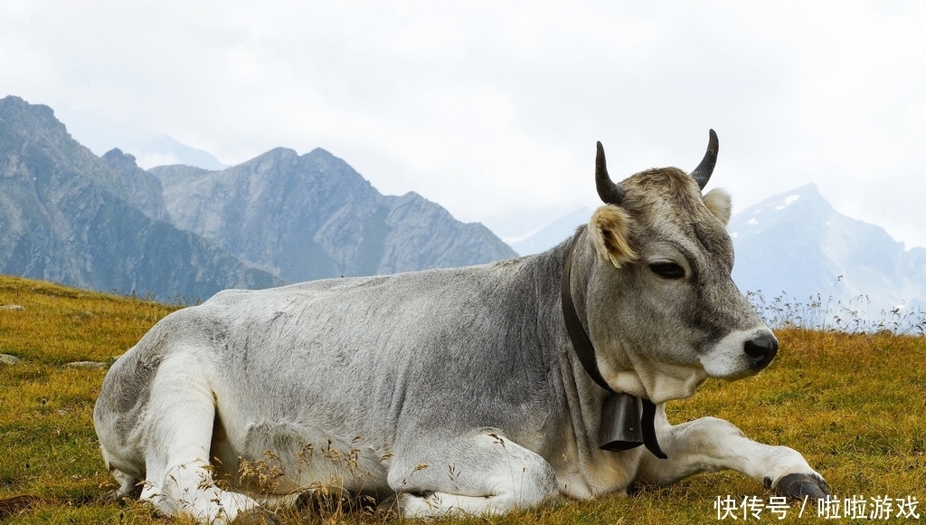 好事|大金牛:三个好事找上门,好日子被大喜事铺满!