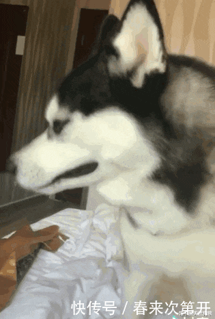 吸引|哈士奇众所周知的几个“优势”,哪点吸引了你