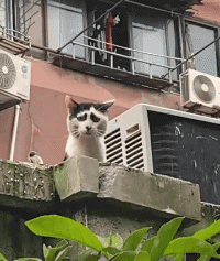  兄弟|搞笑GIF：兄弟们，赶紧去，去晚了300斤的老板娘就被别人抱走了……