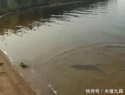 河里|女子把一条养了10年的鱼拿到河里放生,结果使女子无法淡定