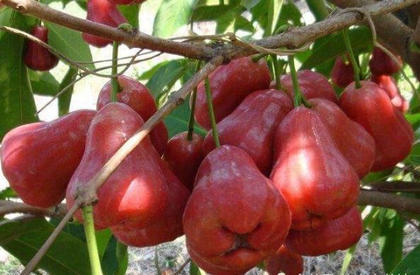 像是|世界上“没味道”的4类水果，最后一个就像是在“吃空气”