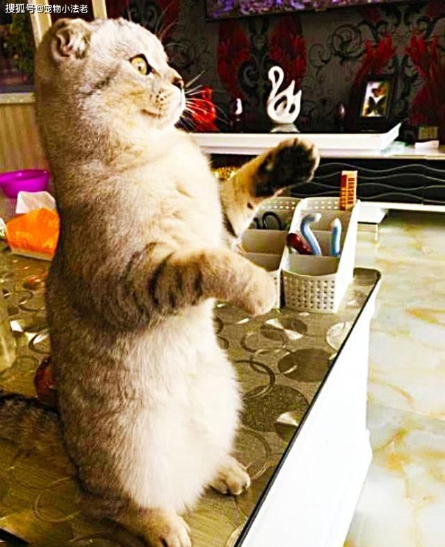 哭笑不得|猫咪被饿了一天,一气之下,送了份“礼物”给主人,让人哭笑不得