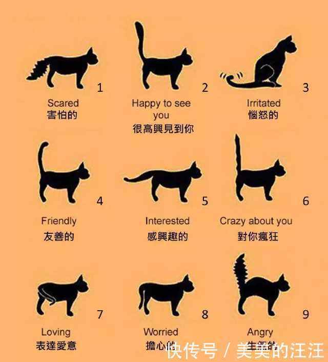 为啥|拽猫尾巴真的会“拉稀”吗?为啥阴天猫咪爱洗脸?了解下猫的感官