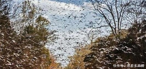 条件|古代发生蝗灾,灾民为何宁可挨饿也不抓蝗虫吃?灾民:想吃但不能