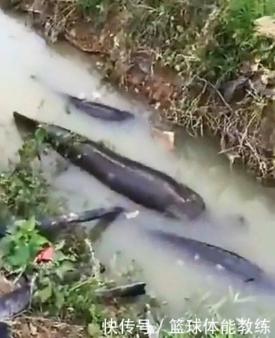  男子|野外游玩发现水中有黑影，走近一看，男子选择报警