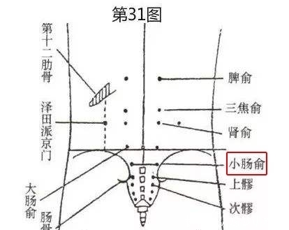  膀胱经|针灸穴名解——膀胱经腧穴 小肠俞