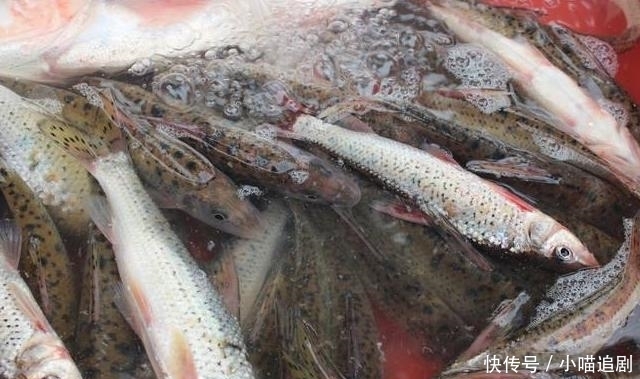 便宜|好吃又便宜的4种海鲜鱼，基本“没腥味”，吃起来相当过瘾