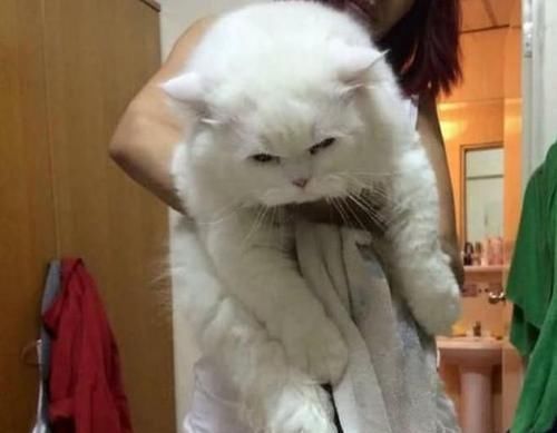 出国|男子出国将猫送给女友照顾,一年后回来,男子你确定它是只猫