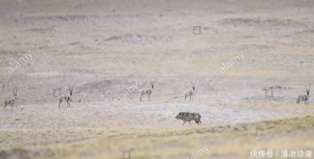  自然保护区|你可能误解了什么！可可西里不是诗和远方，这里有狼、熊、豹……