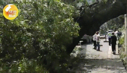 倒地|“像地震一样”安康一5米粗30米高大树突然倒地,吓坏村民