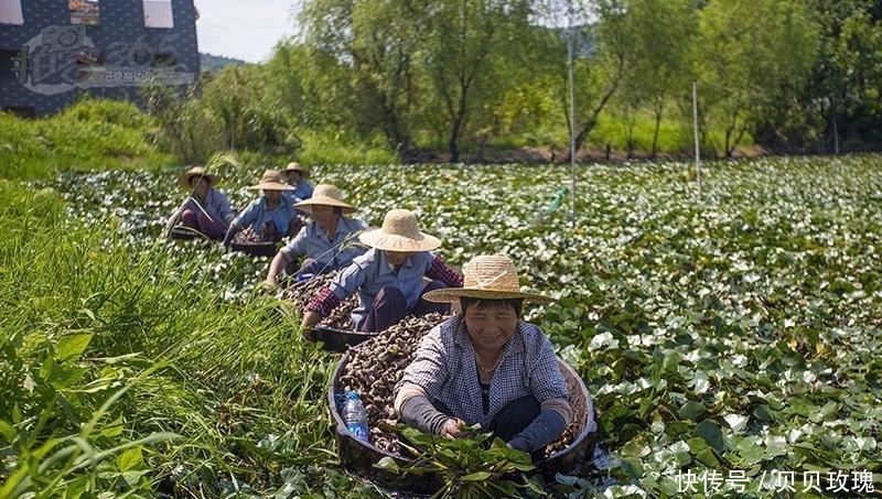 南方地区|印度人带走中国特产回家种植, 结果成热销的美食, 广销海内外