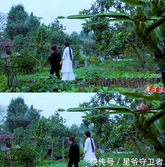 还要|在家种个菜都这么美,还要什么花园?