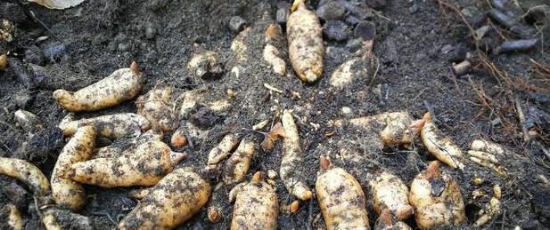  希望|天麻栽培技术，种植技术分享，希望能够帮助你