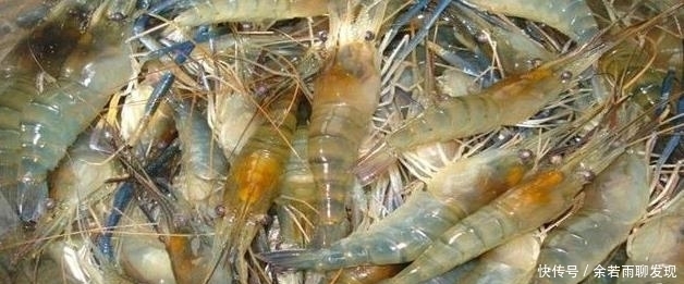 耐不住|罗氏虾过度繁殖“攻占”湄公河,一只虾重达500克,吃货按耐不住了!