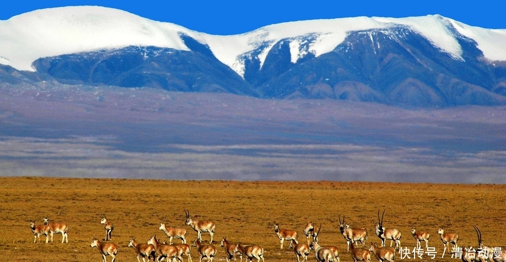  自然保护区|你可能误解了什么！可可西里不是诗和远方，这里有狼、熊、豹……