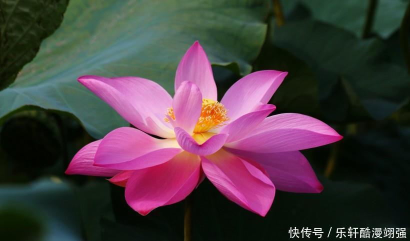 指路|生肖龙7天内财富收入增长，有贵人指路，天天笑嘻嘻