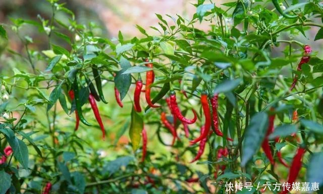 大丰收|云台山大丰收！快，抢先看