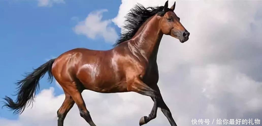 快速|汗血马: 技术输入后的快速退化典型