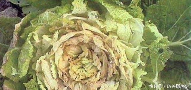  防治|大白菜外面好好的，打开心却烂了，咋回事？白菜干烧心怎么防治？