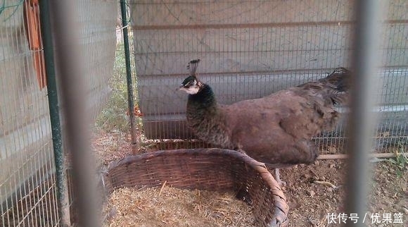 鸡蛋|小伙随手捡回“野鸡蛋”, 孵化长大后美了