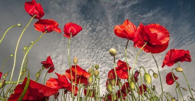 十恶不赦|中国此地合法种植“罂粟”，规模高达一千亩，需武警全天看守