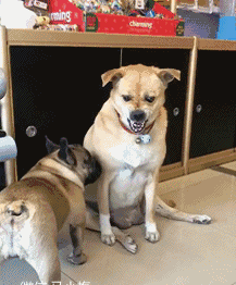 婚庆|搞笑GIF:婚庆:终于完美了一次,这次终于不用扣钱了