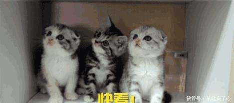 电视剧|《延禧》魏璎珞获得专宠，却只是成为皇贵妃，原因只有编剧知道