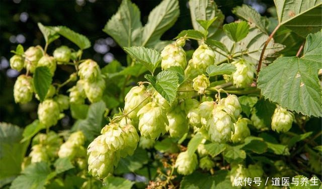 原料|买啤酒,不是越贵越好,配料表里多几样原料,再大牌也不算好啤酒