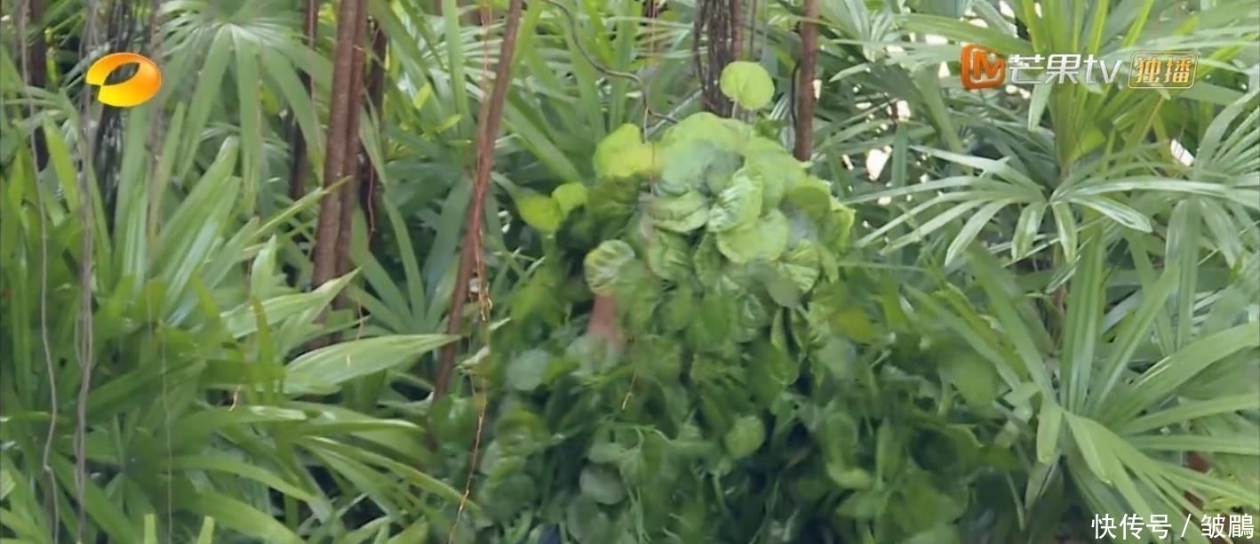 综艺|今年最好笑的综艺!胡军杨洋领着一群男人天南海北地玩捉迷藏