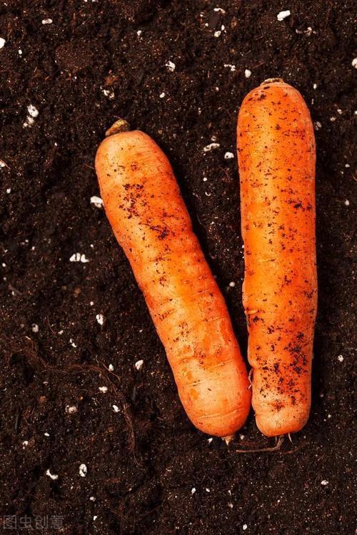 高产|农户秋栽胡萝卜,做好这三点,轻松实现高产!收成满满~