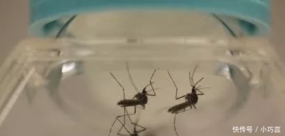 人类|跟蚊子大战数千年,人类终于要扳回一局了?