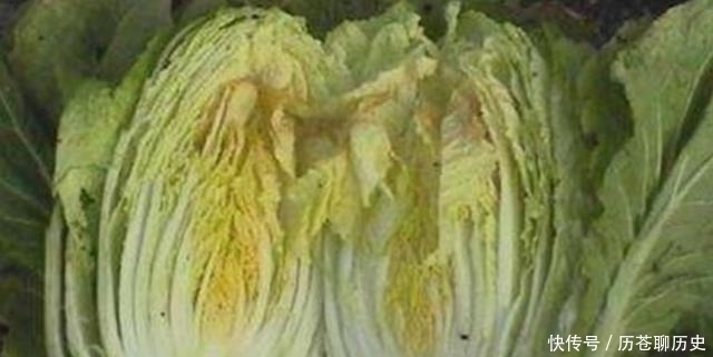  防治|大白菜外面好好的，打开心却烂了，咋回事？白菜干烧心怎么防治？
