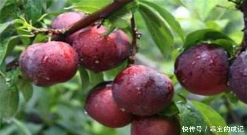 养生|秋季养生,适合常吃4种食物,补血润肤,调理肠胃,排毒消脂