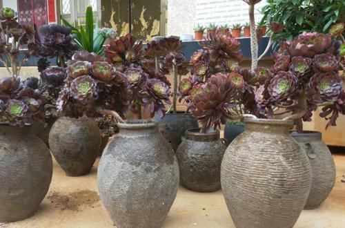 个个|他用菜坛子养多肉,1分不花又好看,个个壮得像白菜