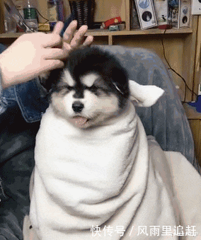  夏天|夏天对狗做这几件事，小心狗命不保