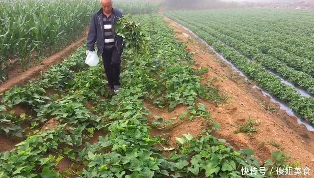红薯梗|夏天这碱性蔬菜要多吃,钙是西红柿的8倍,清脆爽口,不懂可惜了