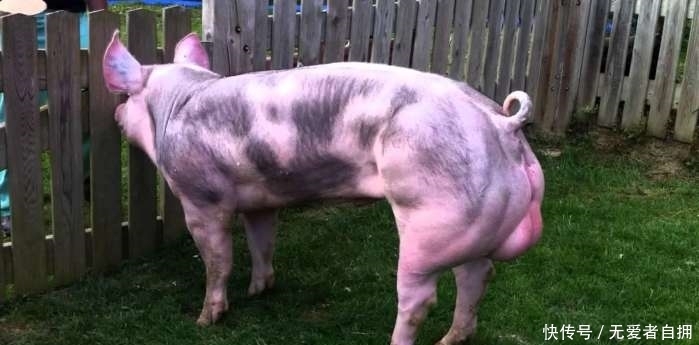 瘦肉|全世界最强壮的猪，浑身肌肉没有一点肥肉