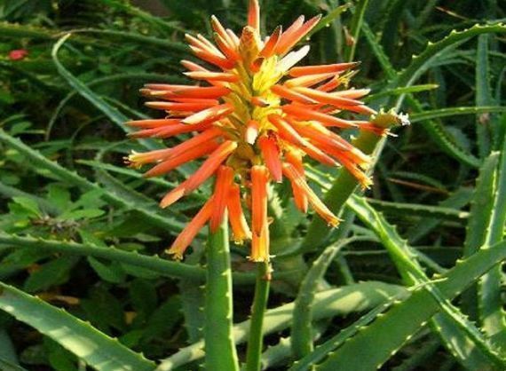  漂亮|见过芦荟开花吗做好关键几点，叶肥芽多，开花漂亮的花朵，美