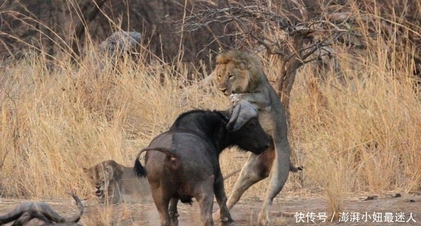 水牛|水牛单挑狮子,牛群却在看热闹,结果却出乎意料