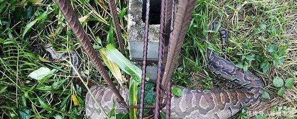 卡死|巨蟒过铁栅栏时被卡死,观察后才知原来是贪吃惹的祸!