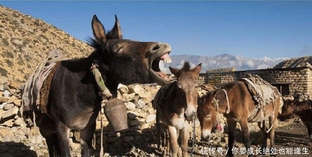 俗语|农村俗语:饿死不吃骡子肉,骡子肉有那么难吃吗?现在明白了