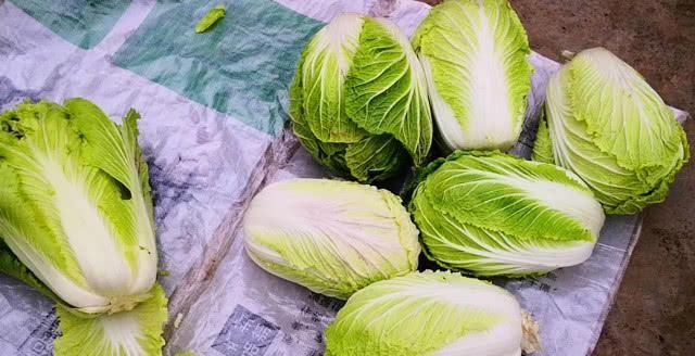  老妈|晒晒我老妈的囤菜，2个月不出门都饿不着，网友：想去你家搬菜