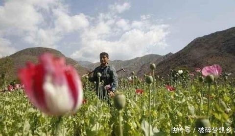  全球|全球最大的罂粟产区：占全球产量80% 可直接影响世界价格