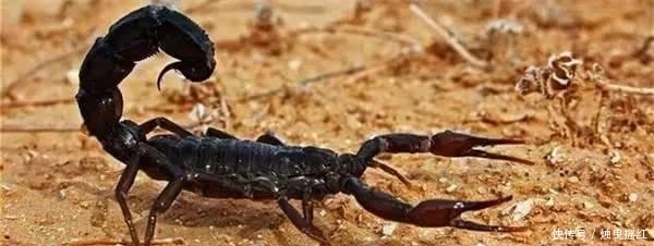 惊讶|盘点19个杀人最多的动物排行榜, 第一位令人惊讶!