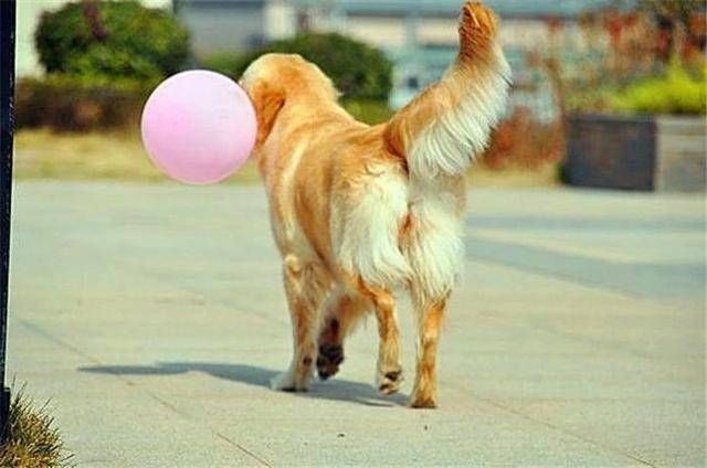 爱犬|金毛也有它的脾气,铲屎官需注意四种意外情况,避免爱犬“暴走”