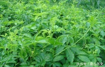  血管|长期吃降压药活不长？医生：吃了15年降压药坦言：一个决定救了自己