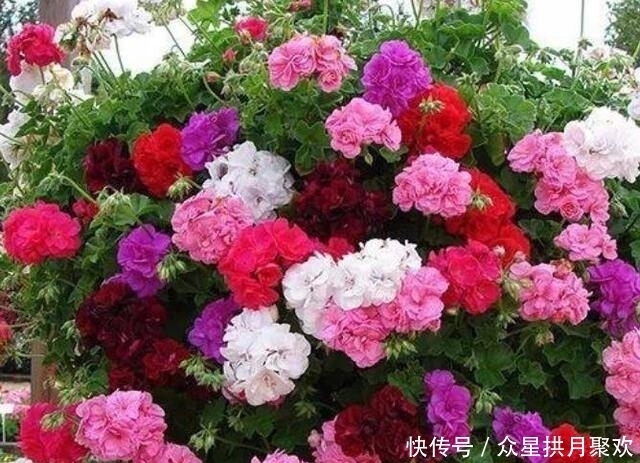  天竺葵|颜色鲜艳的花朵，养护简单开花多，一年四季开花不断