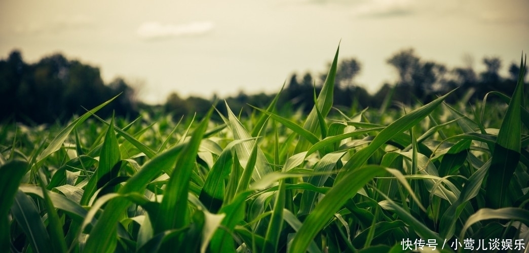  好运|老人常说：不论男女，生于阴历这几月的生肖狗人，最好运？