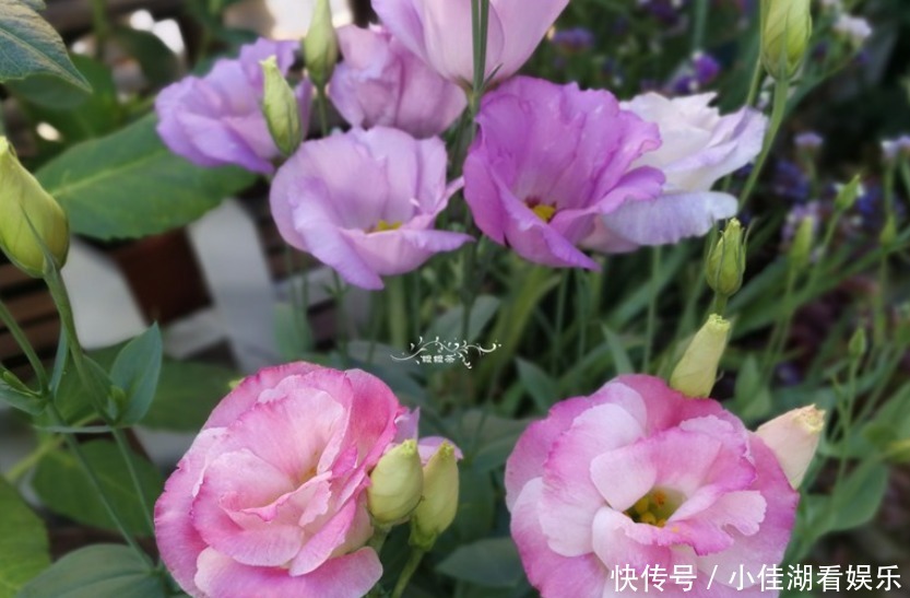 能开|20种秋天开花的植物,外出看到,记得拍照欣赏!