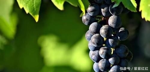 世界|世界前五十!塞浦路斯葡萄酒的前世今生